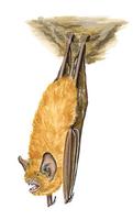 Image of: Nyctiellus lepidus (Gervais's funnel-eared bat)