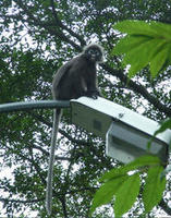 Image of: Trachypithecus obscurus (dusky leaf monkey)