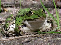 Rana esculenta - Edible Frog