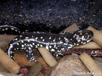 Ambystoma mexicanum - Axolotl