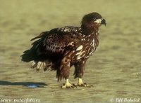 Haliaeetus albicilla - Greenland White-tailed Eagle