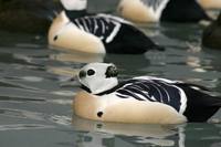 Polysticta stelleri - Steller's Eider