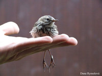 Anthus pratensis pratensis