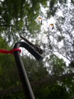 Image of: Libellula