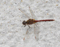 Image of: Sympetrum costiferum