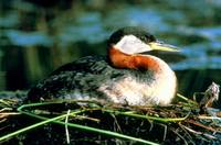 Podiceps grisegena - Red-necked Grebe