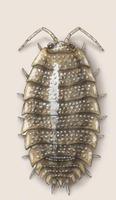 Image of: Porcellio scaber