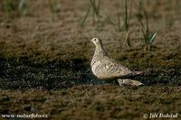 Pterocles orientalis - Black-bellied Sandgrouse