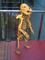 Ursus spelaeus - Cave Bear