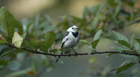 Image of: Motacilla alba (white wagtail)