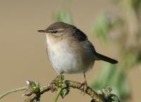 Image of: Phylloscopus fuscatus (dusky warbler)