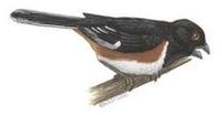 Image of: Pipilo erythrophthalmus (eastern towhee)