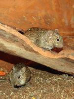 Arvicanthis niloticus - African Grass Rat