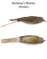 Image of: Vermivora bachmanii (Bachman's warbler)