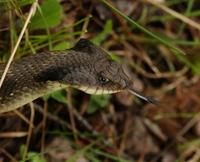 Image of: Heterodon platirhinos (eastern hog-nosed snake)