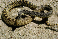 Image of: Pituophis melanoleucus (pine snake)