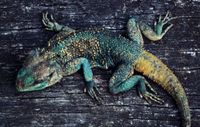 Acanthocercus cyanogaster