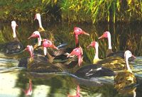 Pink-headed Duck - Rhodonessa caryophyllacea