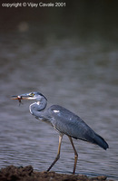 Grey Heron - Ardea cinerea