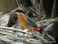 Mangrove Pitta - Pitta megarhyncha