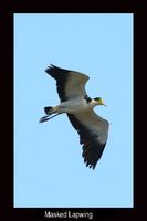 Masked Lapwing