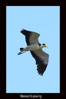 Masked Lapwing