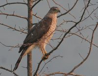 Cooper's Hawk - Accipiter cooperii