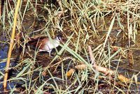 White-browed Crake - Porzana cinerea