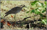 Spotted Thick-knee - Burhinus capensis