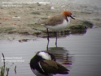 Red-capped Plover - Charadrius ruficapillus