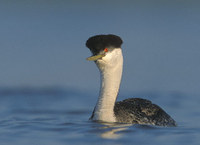 Western Grebe (Aechmophorus occidentalis) photo