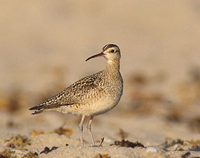 Little Curlew (Numenius minutus) photo