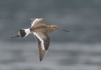 Black-tailed Godwit (Limosa limosa) photo