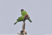 Red-fan Parrot - Deroptyus accipitrinus