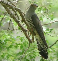 Oriental Cuckoo - Cuculus saturatus