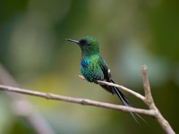 Green Thorntail - Discosura conversii