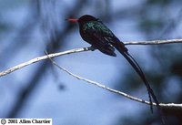 Red-billed Streamertail - Trochilus polytmus