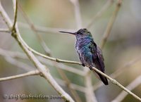 Sapphire-spangled Emerald - Polyerata lactea