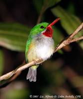 Puerto Rican Tody - Todus mexicanus