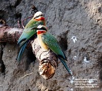 White-fronted Bee-eater - Merops bullockoides