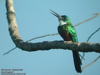 Green-tailed Jacamar - Galbula galbula