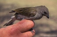 Lesser Honeyguide - Indicator minor