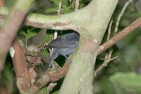 White-shouldered Antshrike - Thamnophilus aethiops