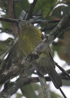 Olivaceous Piha - Snowornis cryptolophus