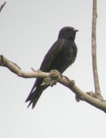 Purple Martin - Progne subis