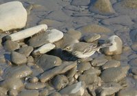 American Pipit - Anthus rubescens