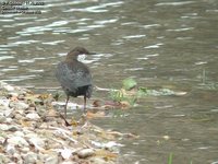 White-throated Dipper - Cinclus cinclus