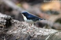 Siberian Blue Robin - Luscinia cyane