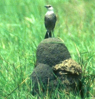 Congo Moorchat - Myrmecocichla tholloni