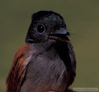 African Paradise-Flycatcher - Terpsiphone viridis